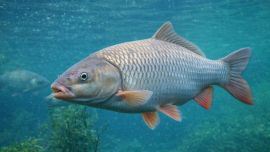 La estrategia se basa en la instalación de barreras eléctricas subacuáticas que generan corriente continua en el agua pero no electrocutan a los peces, sino que produce una sensación desagradable en ejemplares de gran tamaño, obligándolos a cambiar de rumbo.