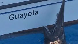 Tras su captura y manipulación, el tiburón fue liberado con vida. Por supuesto, antes de regresar al fondo marino, lo registraron mediante fotografías y vídeos.