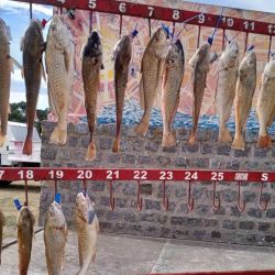 El pique estuvo por debajo de lo esperado. Los especialistas coincidieron en que la temperatura del agua, más elevada que otros años, pudo haber empujado a las corvinas a refugiarse algunos metros mar adentro.