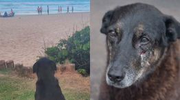 La muerte de Orelha en Brasil 28012026