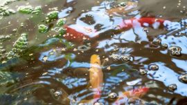 La carpa común en sistemas de acuaponía puede ser no solamente como suministradores de nutrientes para las plantas del sistema, sino también como un recurso alimenticio, favoreciendo el consumo de carne de pescado.