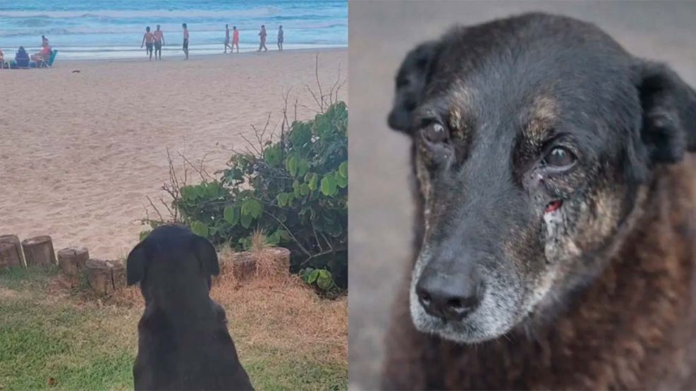 La muerte de Orelha en Brasil 28012026