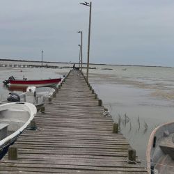 Para dar con los pejerreyes, rinde muy bien el filet de dientudo, aunque hay jornadas en las que se vuelve selectivo y solo acepta mojarra viva.