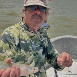 Para dar con los pejerreyes, rinde muy bien el filet de dientudo, aunque hay jornadas en las que se vuelve selectivo y solo acepta mojarra viva.