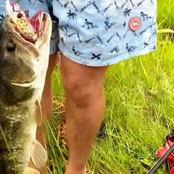 Las tarariras toman todo tipo de artificiales, preferentemente de superficie y de poca profundidad, ya que al no estar alterado el lugar no desconfían demasiado; asimismo también se prenden al cebo natural, desde ranas, mojarrones, filetes de dientudo y de forma curiosa, carnada de la propia especie. 