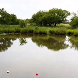 Las tarariras toman todo tipo de artificiales, preferentemente de superficie y de poca profundidad, ya que al no estar alterado el lugar no desconfían demasiado; asimismo también se prenden al cebo natural, desde ranas, mojarrones, filetes de dientudo y de forma curiosa, carnada de la propia especie. 