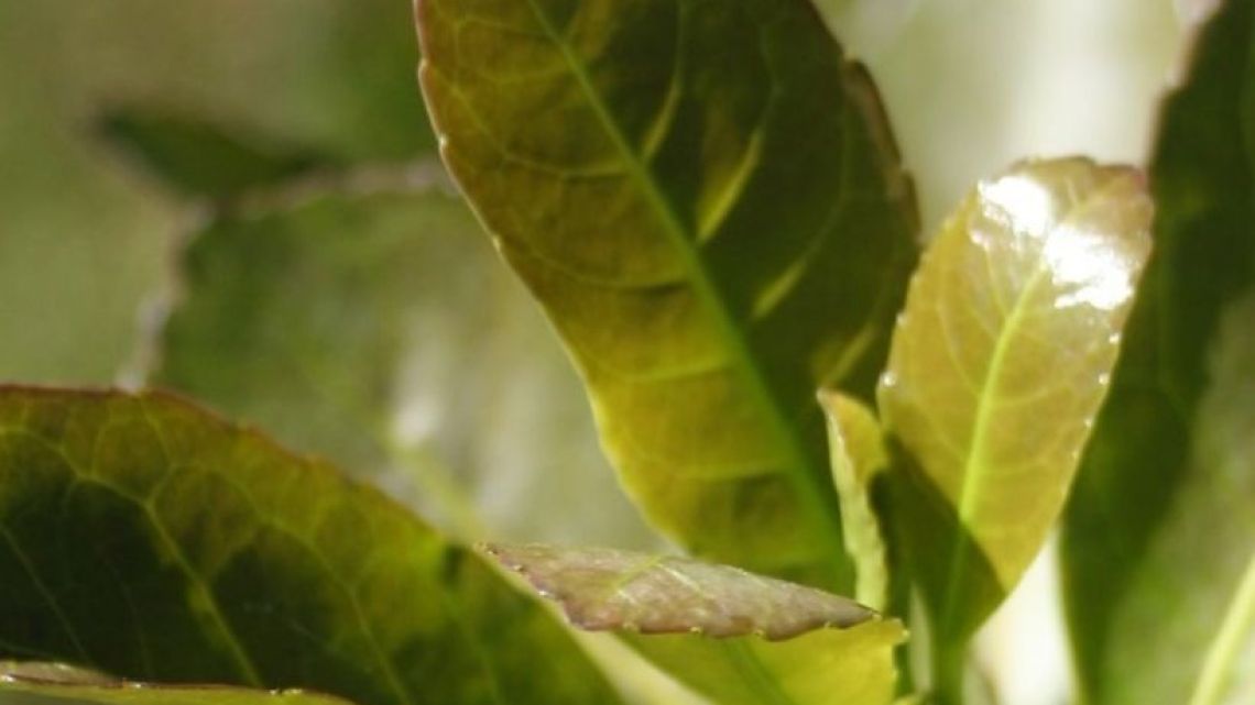 Reclamo de productor yerbatero a Milei: "Que escuche a los que ponemos el hombro en este país"