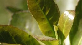 29-01-2026 Yerba Mate