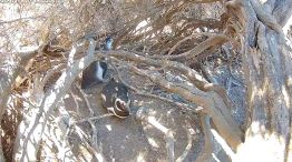 CONICET realiza un nuevo streaming con pingüinos en Chubut 29012026