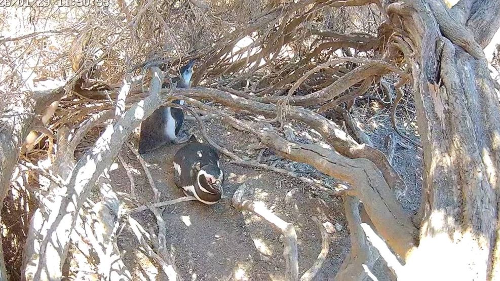 CONICET realiza un nuevo streaming con pingüinos en Chubut 29012026