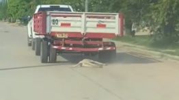 Maltrato Animal en Chaco