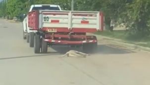 Maltrato Animal en Chaco