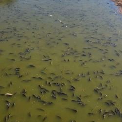 El Río V nace en la provincia de San Luis, con sus nacientes ubicadas en los manantiales del Cerro Retama y en las laderas del Cerro Tomolasta.