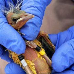 El tordo amarillo está en peligro de extinción.