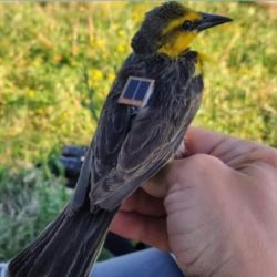 Es una de las aves más emblemáticas de los pastizales del sur de Sudamérica.