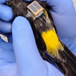 En las últimas décadas, su población se redujo en más de un 80 %.