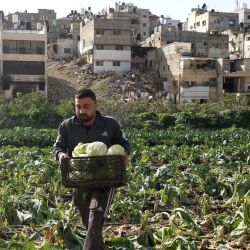 El hijo del palestino Abu Hamzeh Sholeh recoge coles en un campo que él y su familia cultivan, junto al destruido campo de refugiados de Nur Shams, después de que él y muchas otras familias huyeran de sus hogares durante las operaciones militares israelíes en el campo de refugiados el año pasado, en Nur Shams, al este de Tulkarem, en la Cisjordania ocupada por Israel. | Foto:JAAFAR ASHTIYEH / AFP