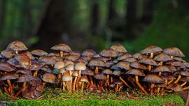 Hongos, la fascinante red neuronal de la Tierra