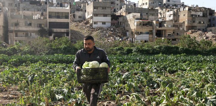 El hijo del palestino Abu Hamzeh Sholeh recoge coles en un campo que él y su familia cultivan, junto al destruido campo de refugiados de Nur Shams, después de que él y muchas otras familias huyeran de sus hogares durante las operaciones militares israelíes en el campo de refugiados el año pasado, en Nur Shams, al este de Tulkarem, en la Cisjordania ocupada por Israel.