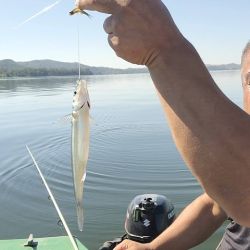 Las líneas que marcaron la diferencia fueron las líneas de vuelo de dos anzuelos, equipadas con plomos livianos de 5 gramos, ideales para trabajar de manera delicada en media agua.