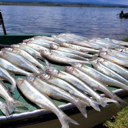 Las líneas que marcaron la diferencia fueron las líneas de vuelo de dos anzuelos, equipadas con plomos livianos de 5 gramos, ideales para trabajar de manera delicada en media agua.