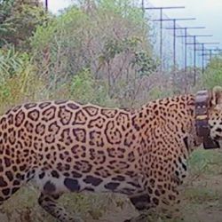 La flamante mamá junto a una de sus dos crías.