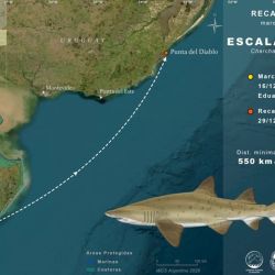 La primera recaptura internacional de un tiburón escalandrún no solo representa un logro científico, sino también un reconocimiento al compromiso de pescadores, guías y biólogos que trabajan de manera articulada.