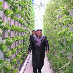 Esta fotografía, tomada y publicada por la Agencia Central de Noticias de Corea del Norte (KCNA) a través de KNS, muestra al líder norcoreano Kim Jong-un inspeccionando la recién terminada Granja de Invernaderos Combinados Sinuiju en la provincia de Pyongan del Norte, Corea del Norte. | Foto:KCNA VIA KNS / AFP