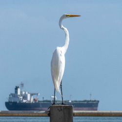 Esta imagen muestra una garceta grande con el petrolero panameño Blasa al fondo en el lago de Maracaibo, Venezuela. La presidenta interina venezolana, Delcy Rodríguez, anunció que había acordado la cooperación energética con la India, un día después de que Caracas abriera su sector de hidrocarburos a empresas privadas. | Foto:Maryorin Méndez / AFP