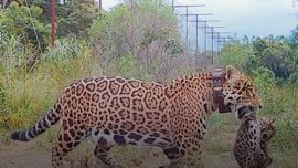 La flamante mamá junto a una de sus dos crías.