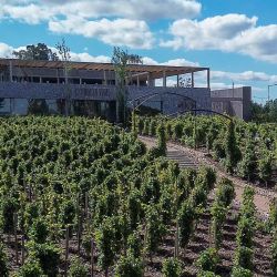 Estancia Vigil, Mendoza.