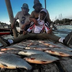 Según los guías de la zona, queda al menos un mes más de buena pesca de bogas, hasta que el descenso de las temperaturas marque el repliegue de la especie. 