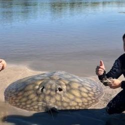 La raya emprendió una larga corrida que obligó a los jóvenes a subirse a los kayaks y dejarse arrastrar corriente abajo. En su desplazamiento, el pez los llevó de punta a punta del arroyo, recorriendo cerca de un kilómetro y medio mientras intentaban cansarlo.