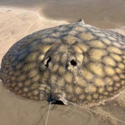 La raya emprendió una larga corrida que obligó a los jóvenes a subirse a los kayaks y dejarse arrastrar corriente abajo. En su desplazamiento, el pez los llevó de punta a punta del arroyo, recorriendo cerca de un kilómetro y medio mientras intentaban cansarlo.