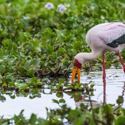 Imagen de una cigüeña de pico amarillo alimentándose en el lago Naivasha, en el distrito de Nakuru, Kenia. | Foto:Xinhua/Xie Jianfei