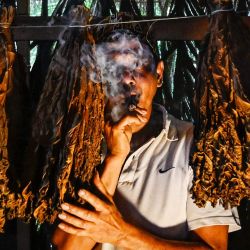 Un fabricante de cigarros prueba un cigarro casero mientras posa junto a hojas de tabaco secándose en Montasik, provincia de Aceh, Indonesia. | Foto:CHAIDEER MAHYUDDIN / AFP