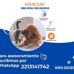 Tendencias en bienestar animal: del seguro médico al cuidado integral | Foto:CONTENTNOTICIAS