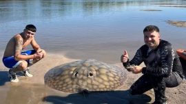 La raya emprendió una larga corrida que obligó a los jóvenes a subirse a los kayaks y dejarse arrastrar corriente abajo. En su desplazamiento, el pez los llevó de punta a punta del arroyo, recorriendo cerca de un kilómetro y medio mientras intentaban cansarlo.