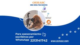 Tendencias en bienestar animal: del seguro médico al cuidado integral