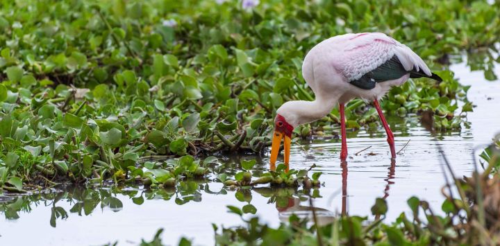 Imagen de una cigüeña de pico amarillo alimentándose en el lago Naivasha, en el distrito de Nakuru, Kenia.