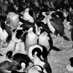 El nuevo streaming muestra a los pingüinos de la Patagonia en plena acción.l 