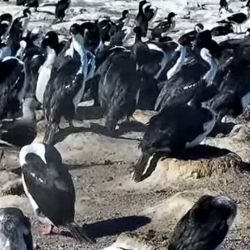 Los investigadores transmiten durante todo el día lo que ocurre con los pingüinos.