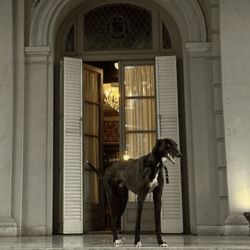 Perro Gary | Foto:CEDOC