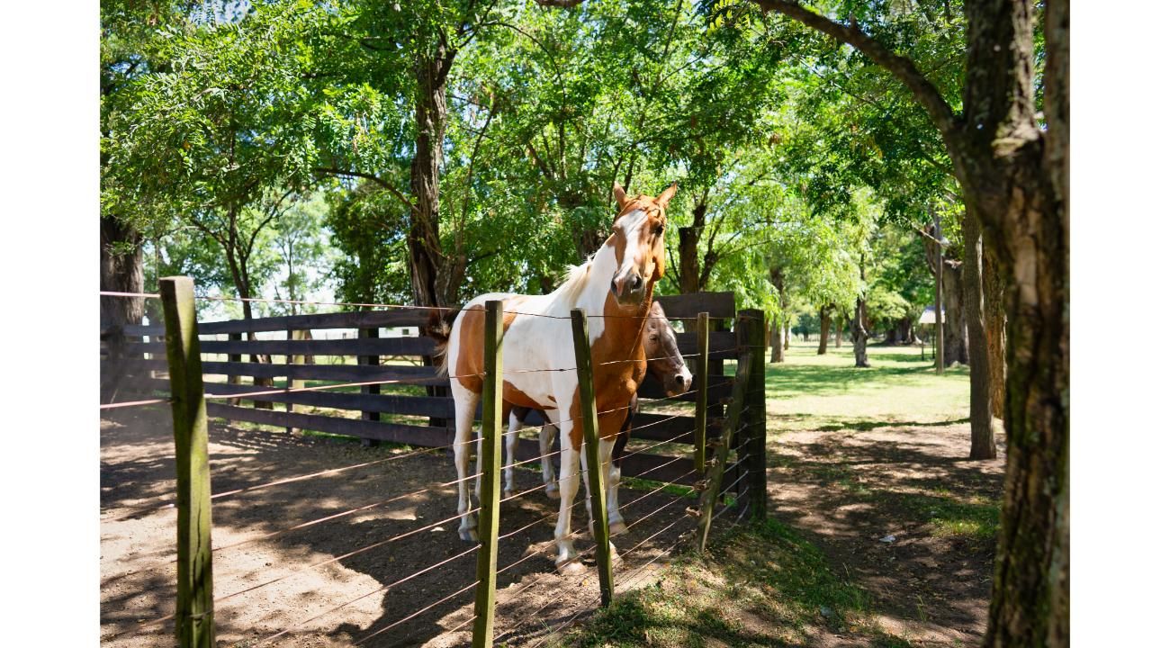 Tres Pinos: volver a la infancia, proyectar el futuro