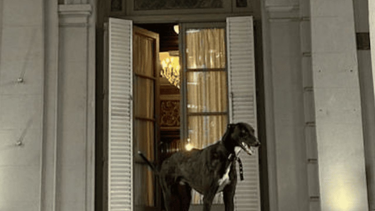 Perro Gary | Foto:CEDOC