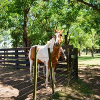 Tres Pinos: volver a la infancia, proyectar el futuro