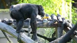 Muere Tomy, el chimpance de La Plata 05022026