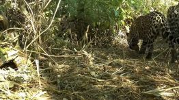 Yaguareté en El Impenetrable.