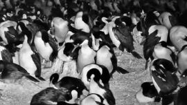 El nuevo streaming muestra a los pingüinos de la Patagonia en plena acción.l