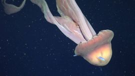 Streaming del CONICET: hallaron una medusa gigante en el Mar Argentino